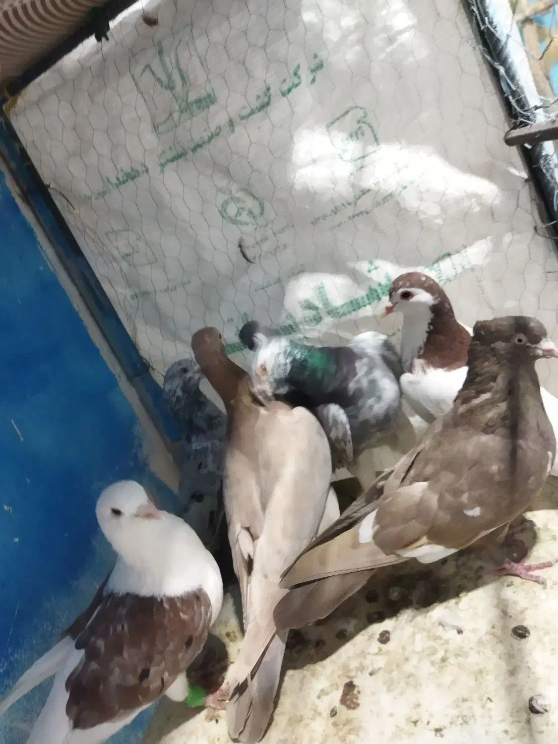 کوهی دورگ|پرنده|باوی, |دیوار