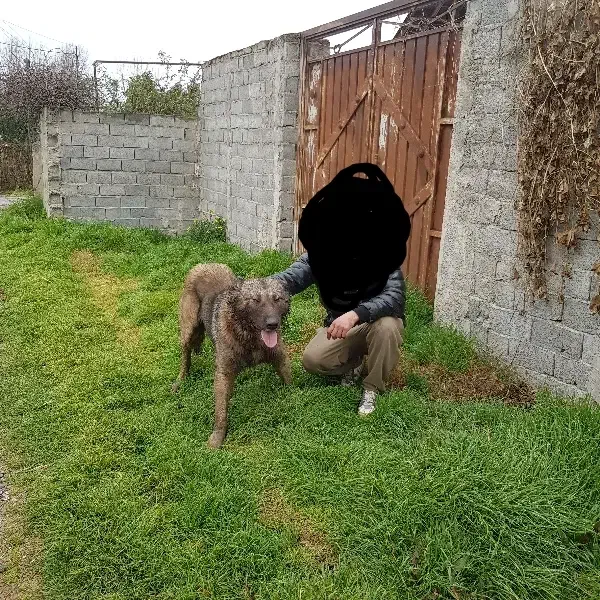 سگ نر پژدر|سگ|قائمشهر, |دیوار