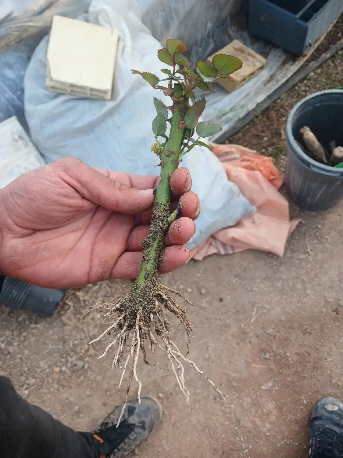 قلم رز سامورایی|گل و گیاه طبیعی|محلات, |دیوار