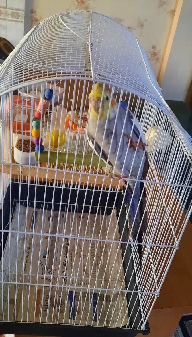 عروس هلندی|پرنده|شهر ری, شهرری|دیوار