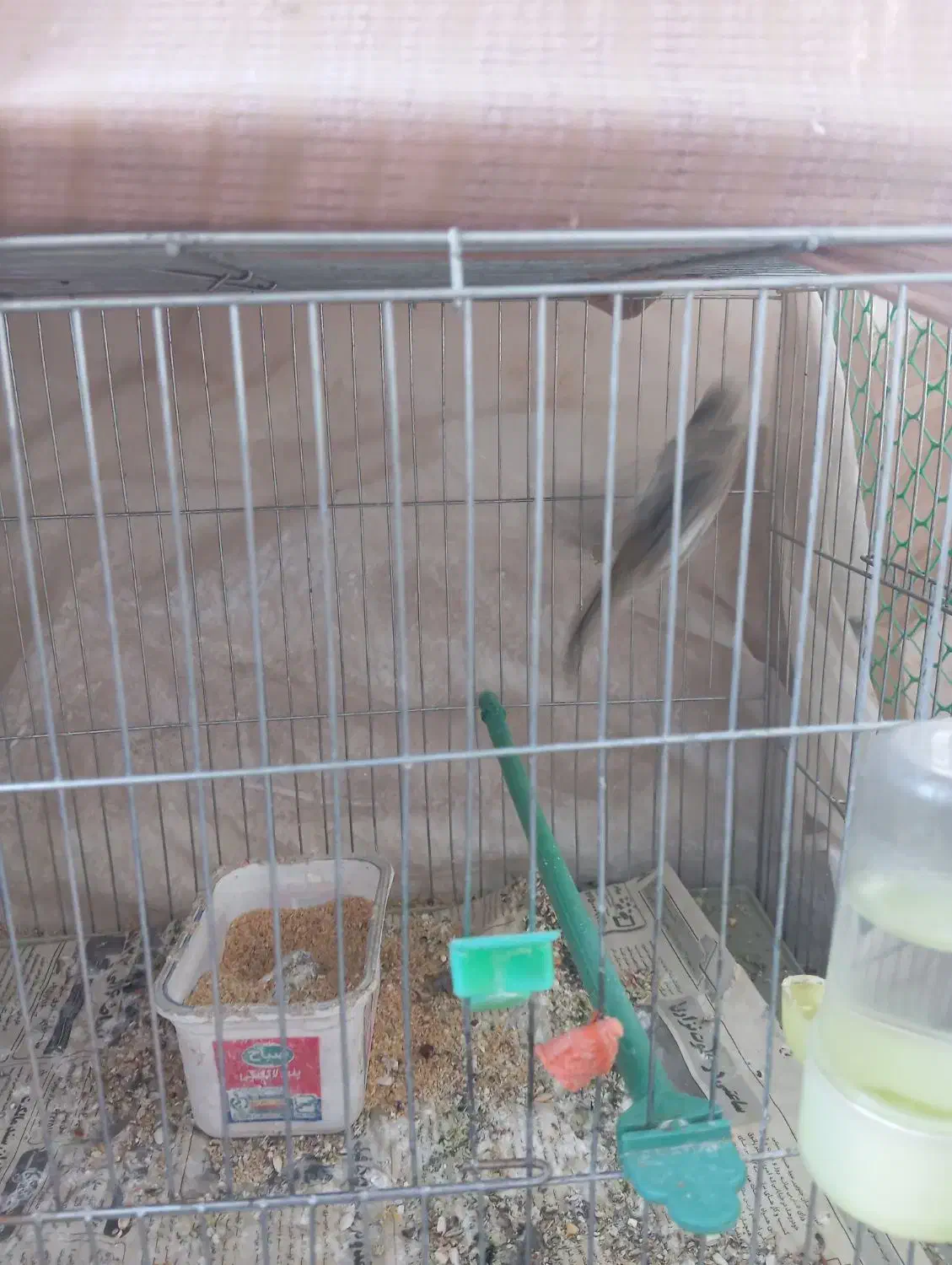 قناری نر|پرنده|بیرجند, |دیوار