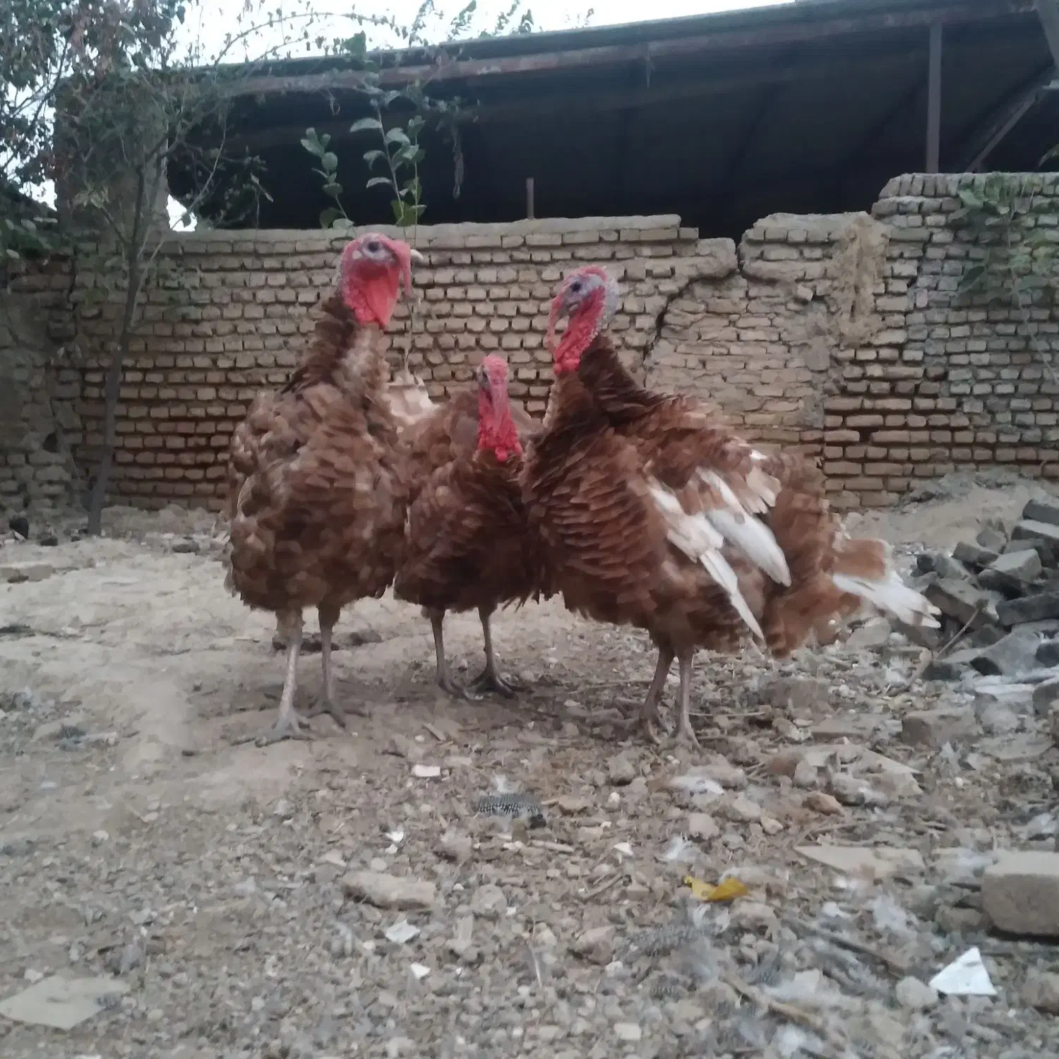 فروش بوقلمون بورن بورن|حیوانات مزرعه|گرگان, |دیوار