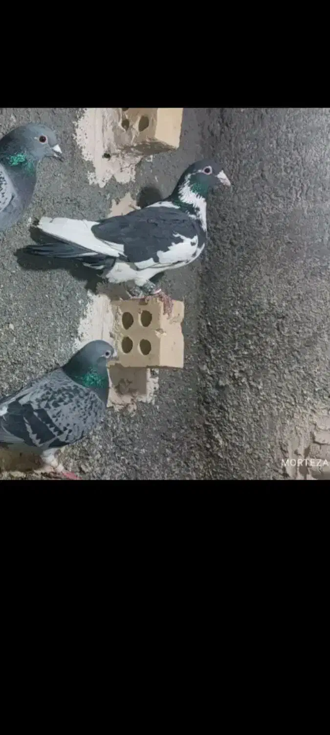 گم شده پلنگ سیاه|پرنده|مشهد, ایثار|دیوار