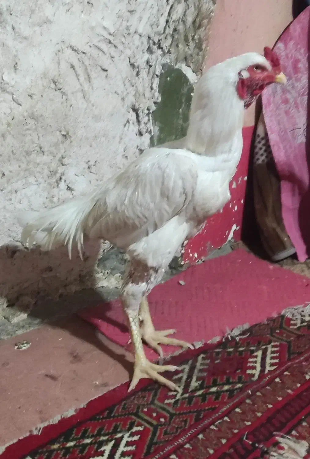 خروس لاری|حیوانات مزرعه|خان ببین, |دیوار