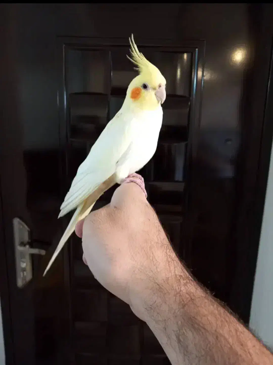 عروس هلندی ماده رام لوتینو بالغ|پرنده|سرپل ذهاب, |دیوار