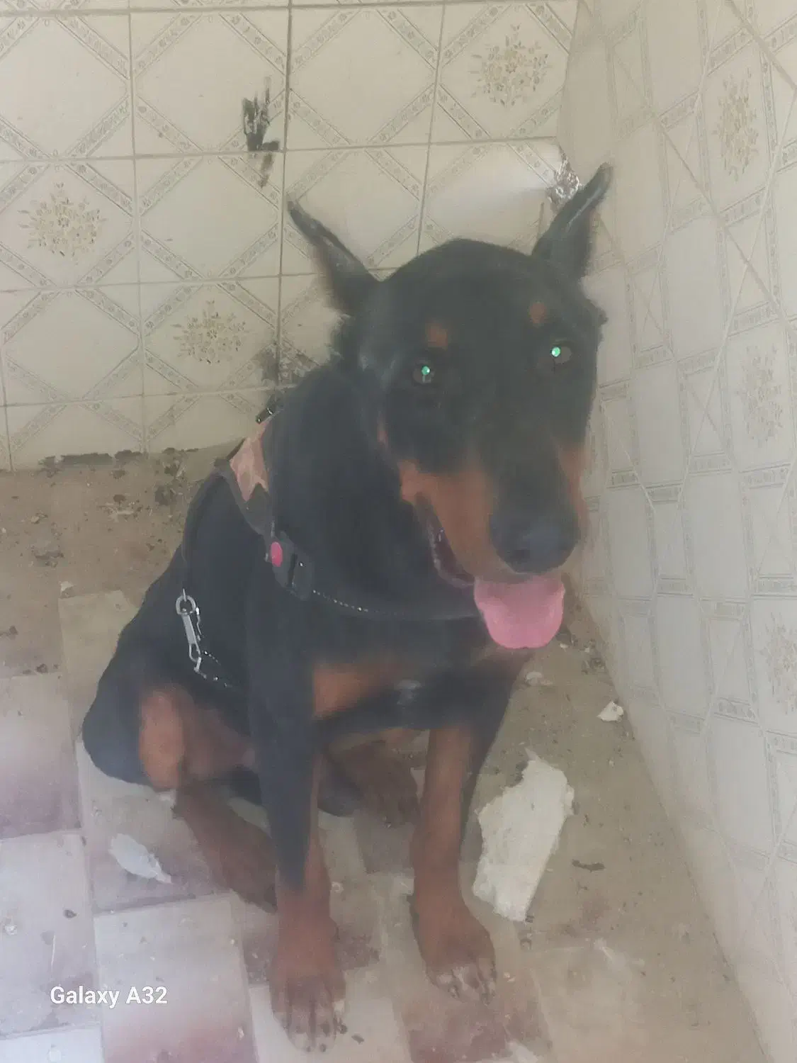 سگ گمشده|حیوانات|بندر امام خمینی, |دیوار