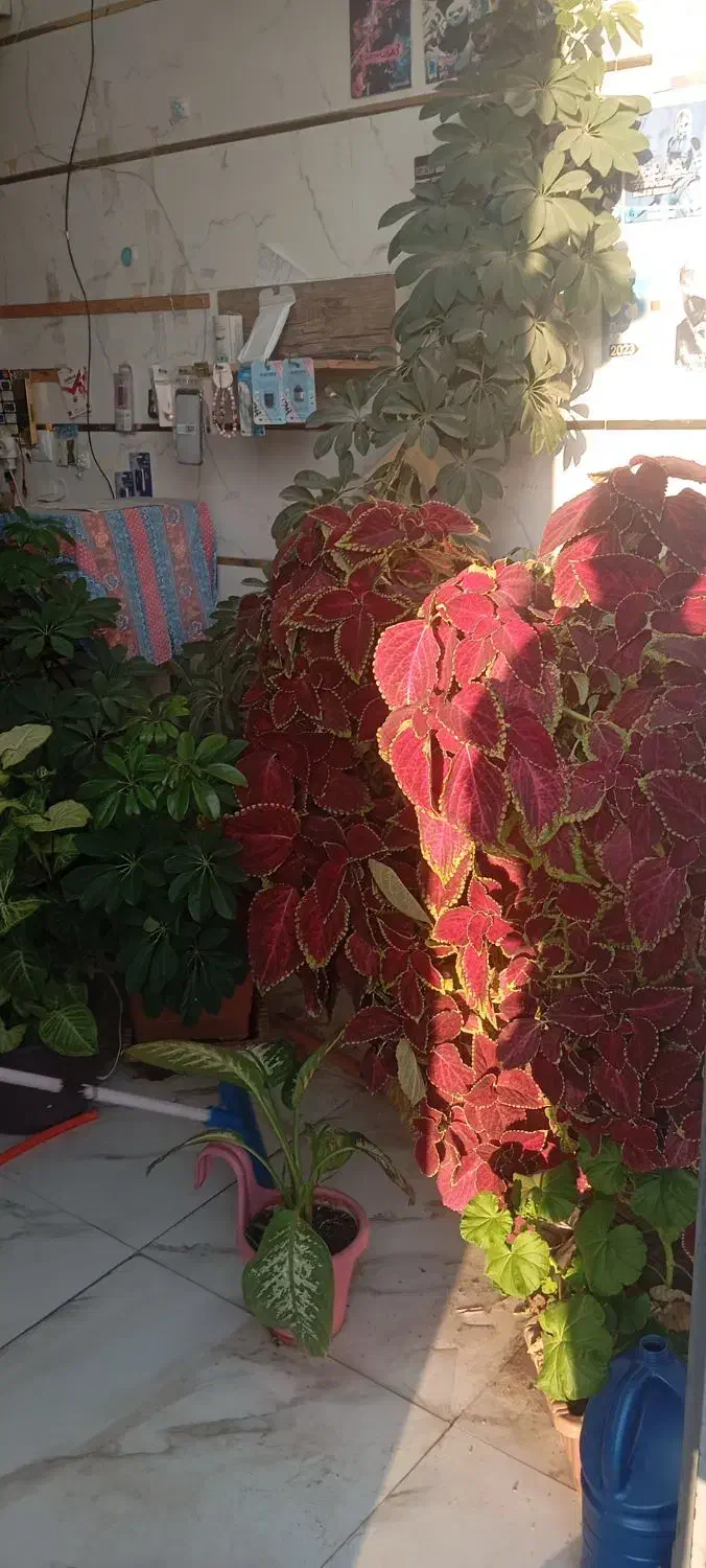 گل طبعیی|گل و گیاه طبیعی|اهر, |دیوار