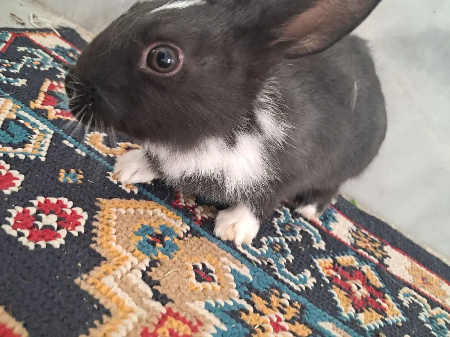 بچه خرگوش|موش و خرگوش|قدس, شهر‌قدس|دیوار