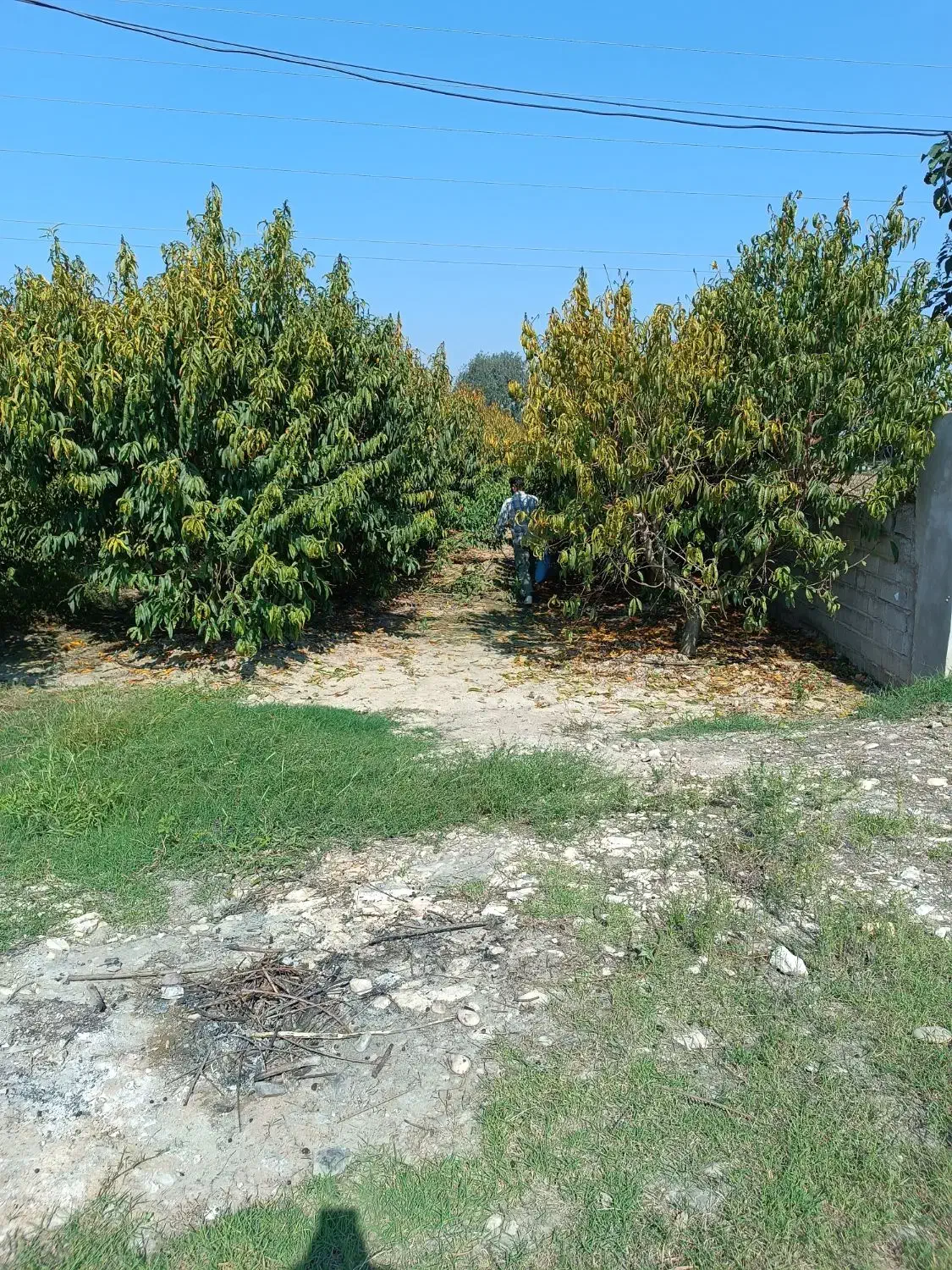 زمین 7۳۵ متر لبه جاده اصلی چمان به نکا|فروش زمین و ملک کلنگی|نکا, |دیوار