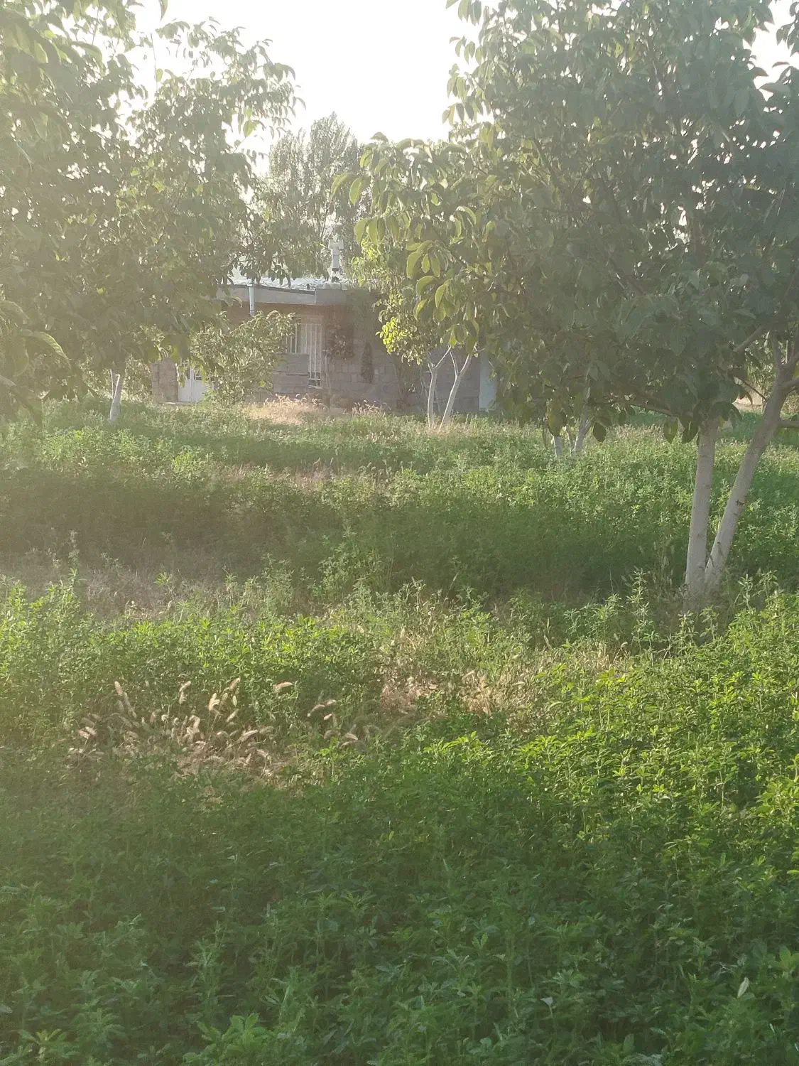 فروش باغ گردو 5700 متری|فروش دفتر صنعتی، کشاورزی، تجاری|شاهین دژ, |دیوار