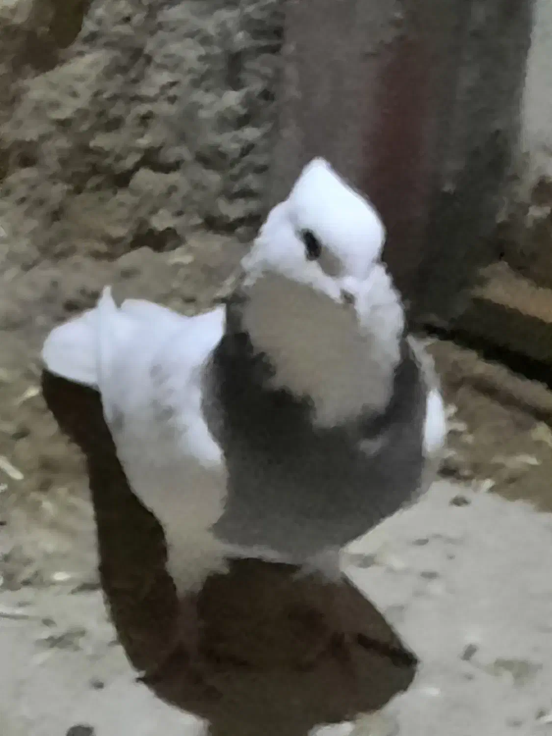 کبوتر|پرنده|کرمانشاه, |دیوار