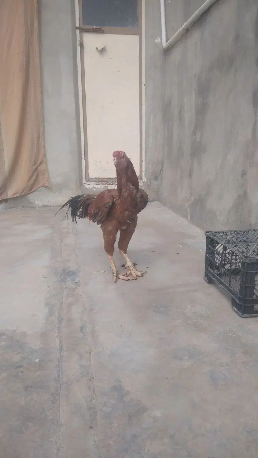 لاری|حیوانات مزرعه|سرپل ذهاب, |دیوار