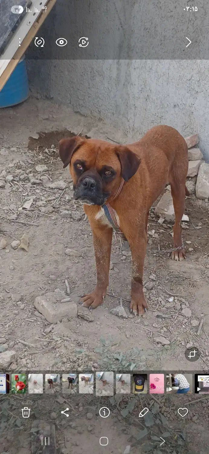 سگ باکسر|سگ|چهاردانگه (تهران), |دیوار