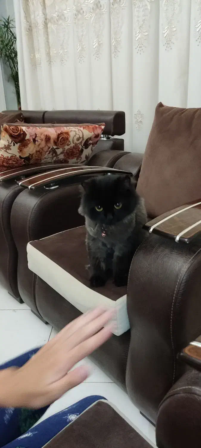 گربه بریتیش|گربه|تهران, جوادیه تهرانپارس|دیوار