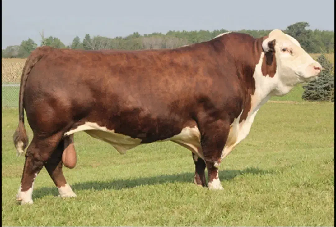 راهنمای گوساله|حیوانات مزرعه|طاغنکوه, |دیوار