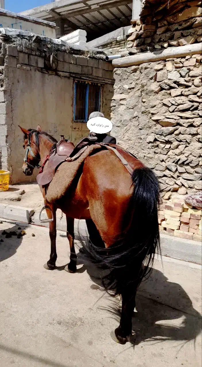 اسب مادیان نژاد کرد اصیل|اسب و تجهیزات اسب‌سواری|ماهنشان, |دیوار