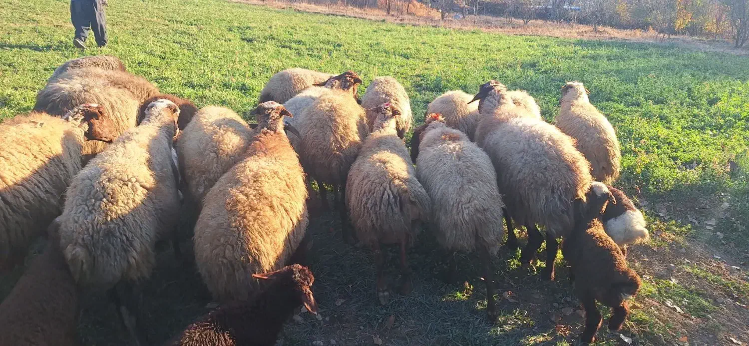 گوسفند بره دار مالچه|حیوانات مزرعه|سنندج, |دیوار