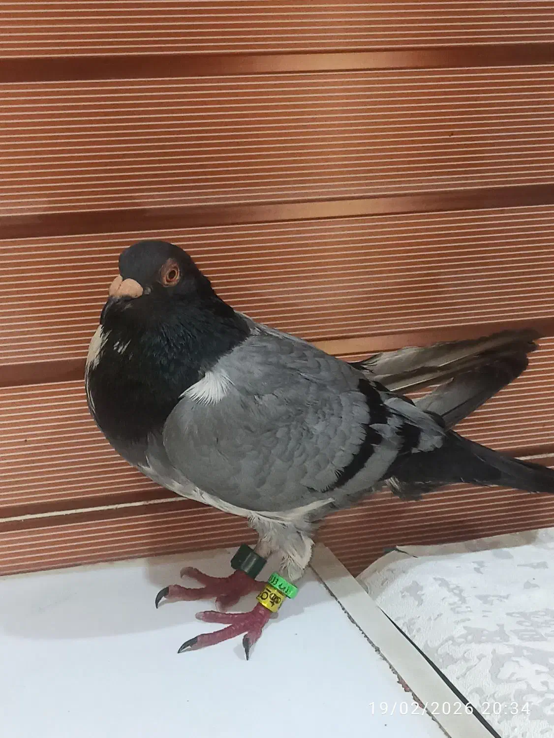 عراق ۲۰۲۴|حیوانات|خرمشهر, |دیوار