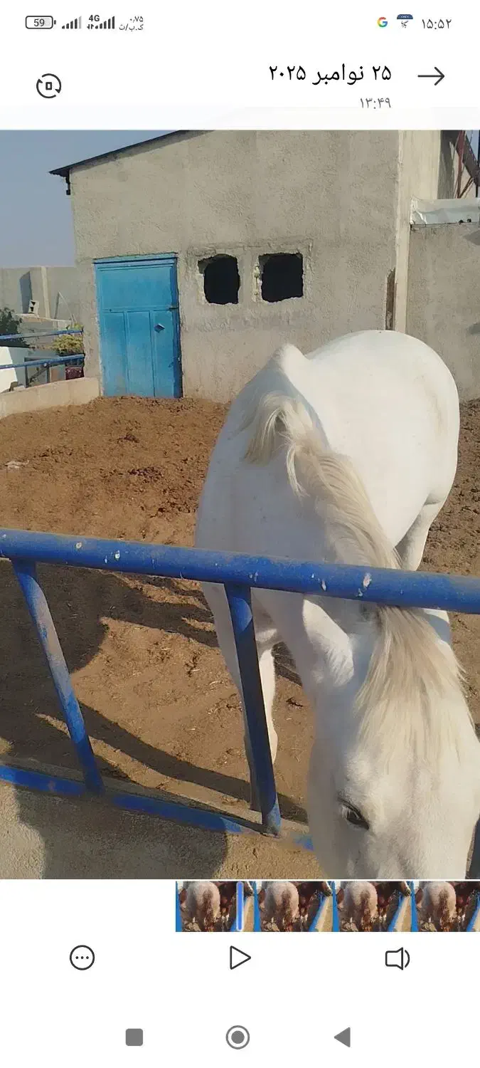 اسب|اسب و تجهیزات اسب‌سواری|پیشوا, |دیوار