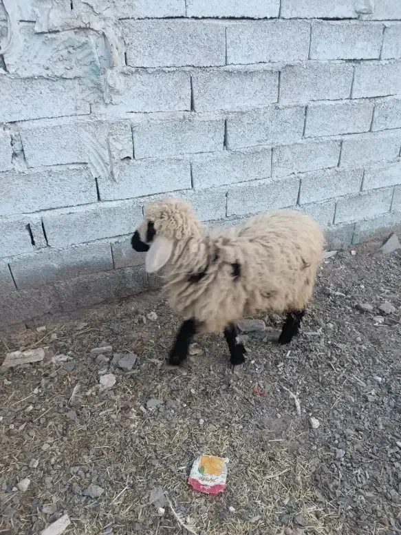 بره|حیوانات مزرعه|خاش, |دیوار