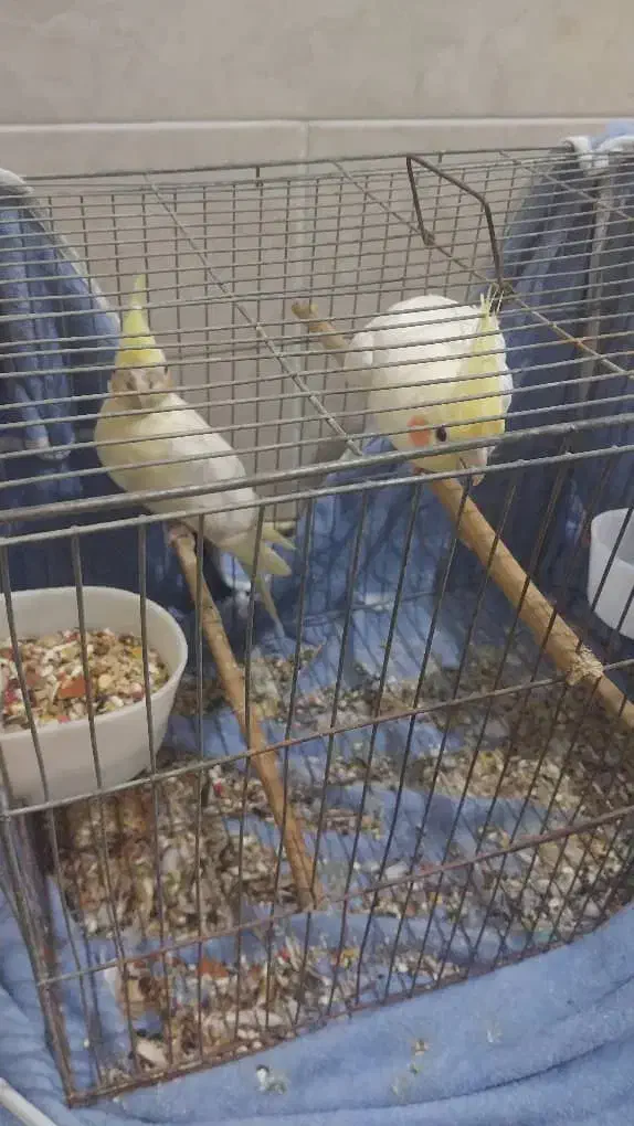 عروس هلندی|پرنده|بندرعباس, |دیوار