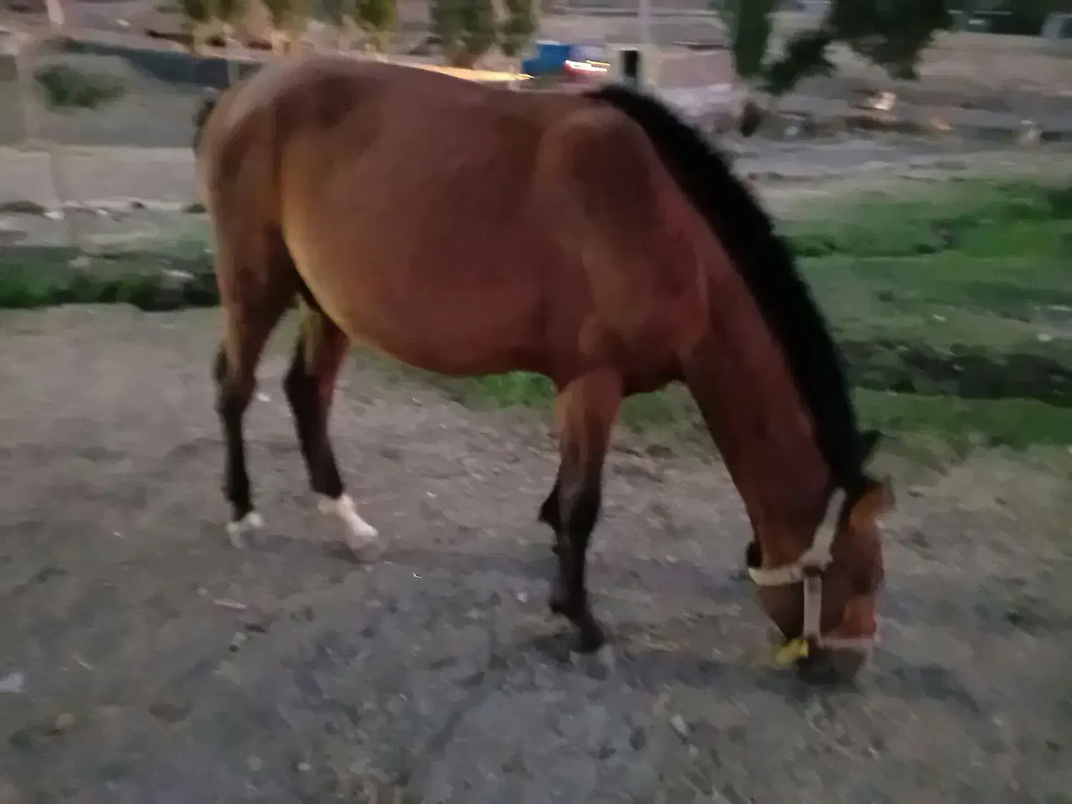 اسب نریان|اسب و تجهیزات اسبسواری|اردبیل, |دیوار