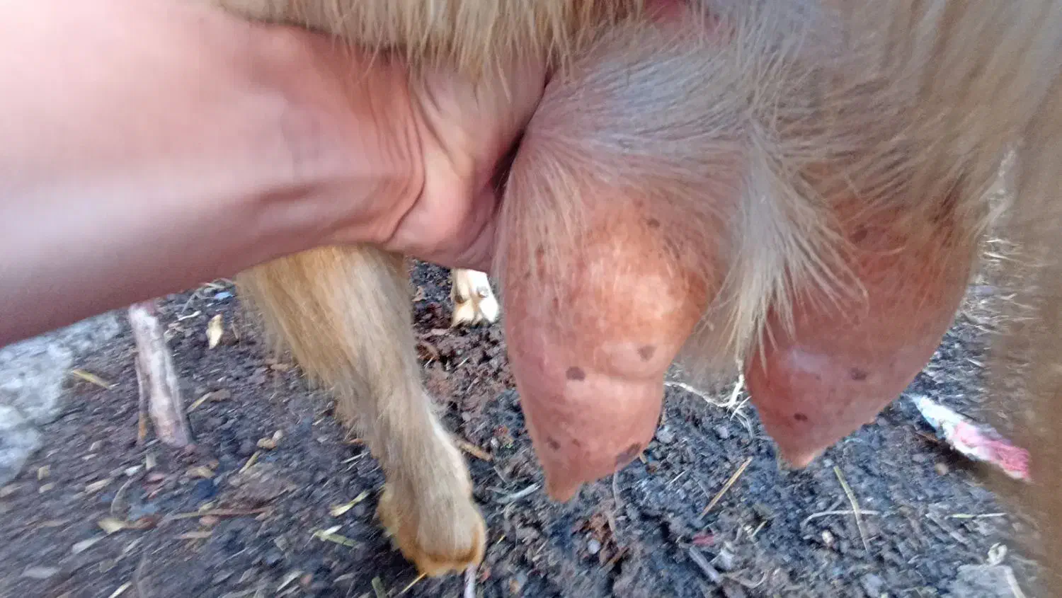 بز آلپاین و سانن . بزغاله|حیوانات مزرعه|سیمین شهر, |دیوار