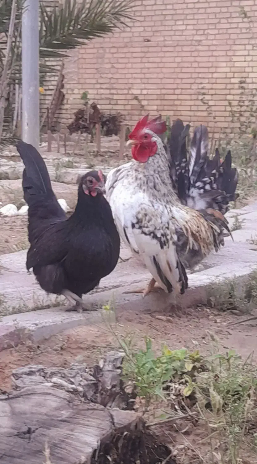 مرغ و خروس زینتی جاپنیز|حیوانات مزرعه|اهواز, امانیه|دیوار