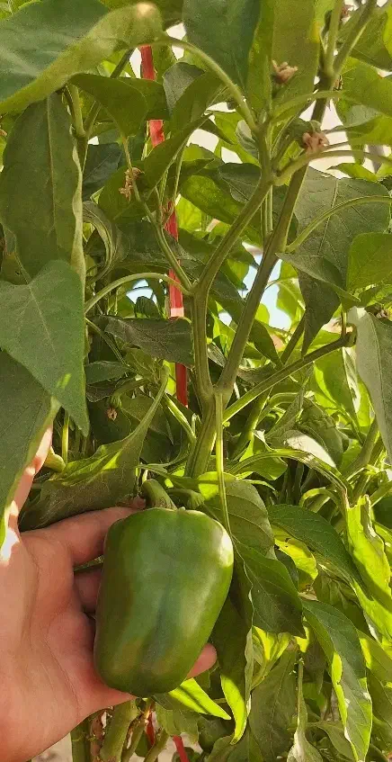 فلفل دلمه گلخانه ای تازه تُرد|خوردنی و آشامیدنی|کرباسک, |دیوار