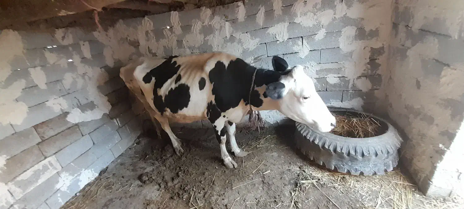 گاو شیری شکم دوم با گوساله ماده|حیوانات مزرعه|قشلاق دشت, |دیوار