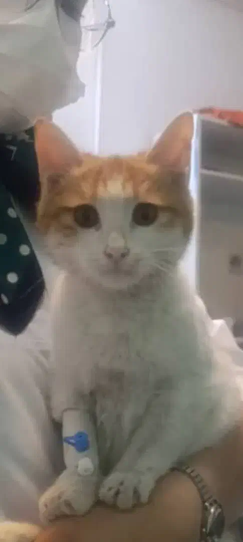 گربه نارنجی|گربه|مشهد, حسینآباد|دیوار