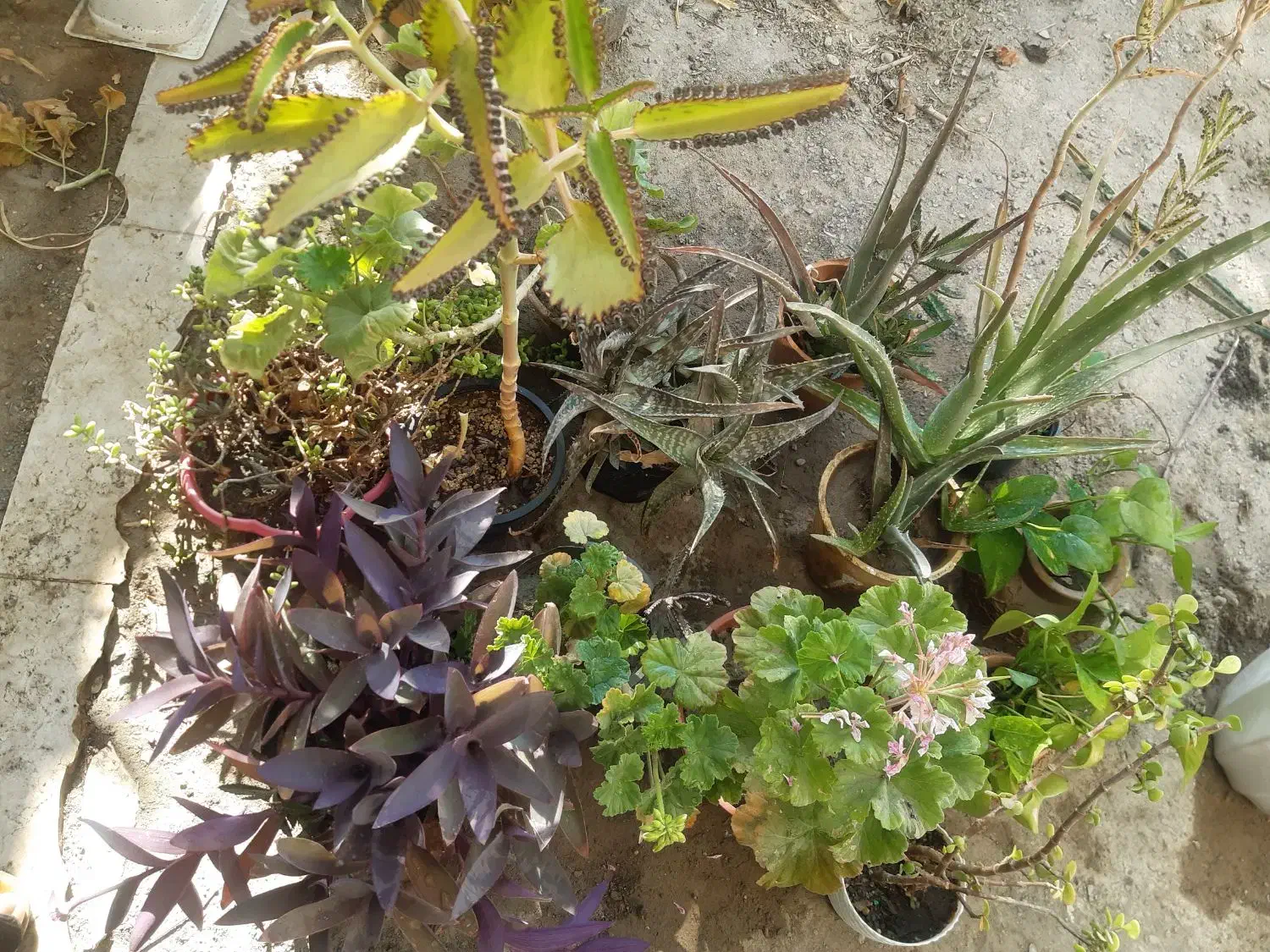 گل شمعدونی و پتوس|گل و گیاه طبیعی|گلبهار, شهر جدید گلبهار|دیوار