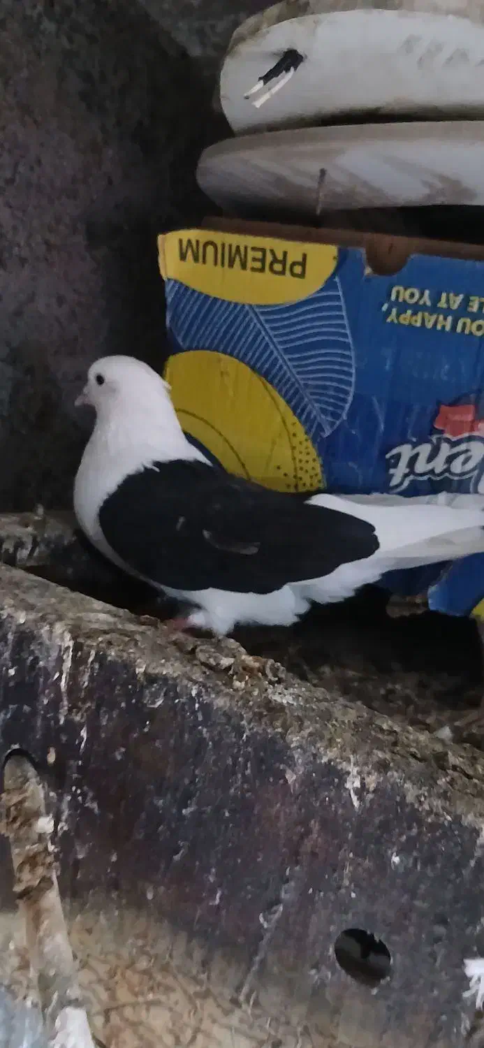 فقد پیام|پرنده|شادگان, |دیوار