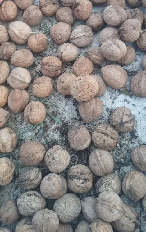 گردو|خوردنی و آشامیدنی|بومهن, |دیوار