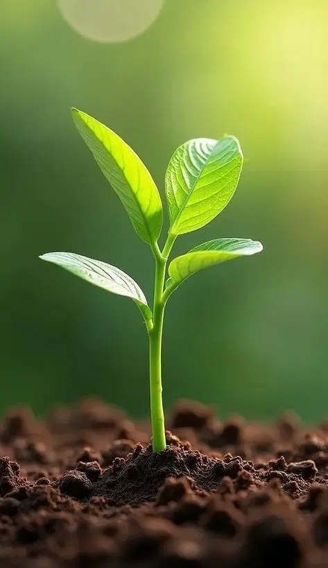 مسیر پاکی|آرایشی، بهداشتی، درمانی|قوچان, |دیوار