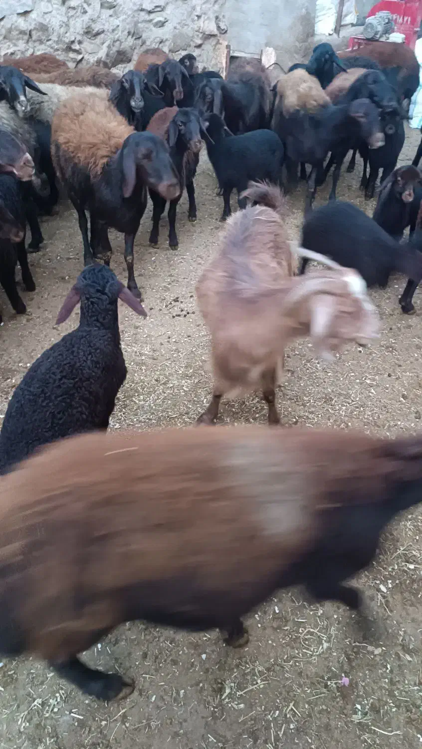 گوسفند بره دار|حیوانات مزرعه|سلطانیه, |دیوار