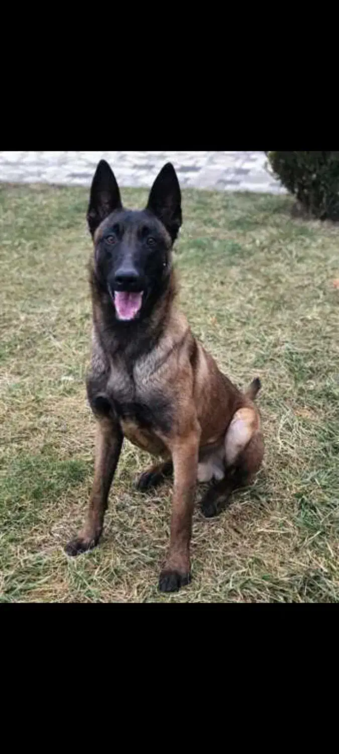 مالینیوز نر|سگ|مهریز, |دیوار