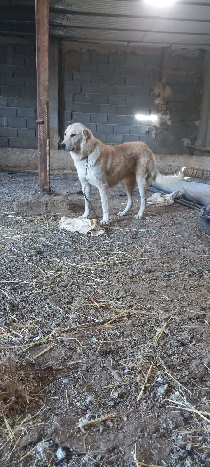 ماده سرابی|سگ|شیروان (لرستان), |دیوار