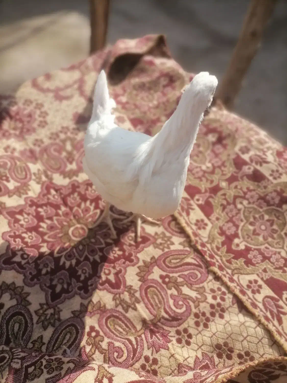 جوجه75 روزه آراکانا|حیوانات مزرعه|سبزوار, امیر کبیر|دیوار