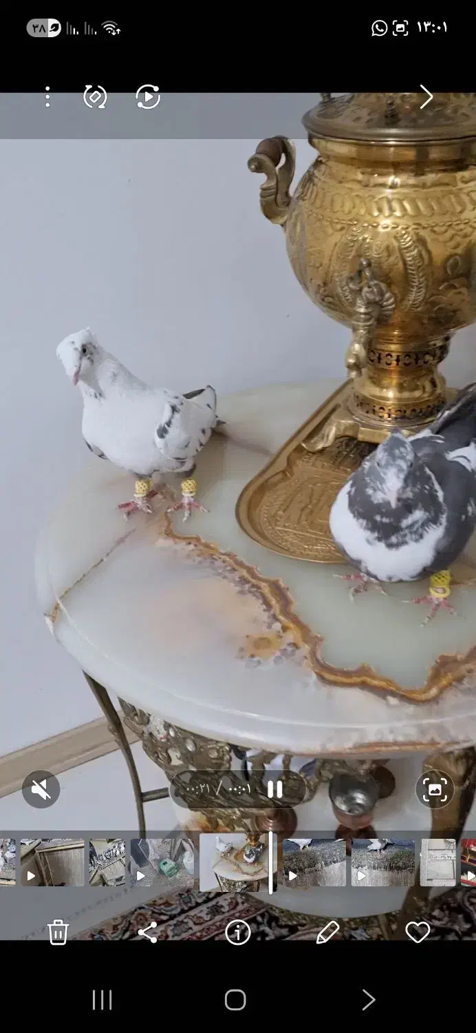 ۱۲۰تا کبوترشهرستانی اول بخون بعد تماس بگیر|پرنده|تهران, سبلان (لشگر)|دیوار