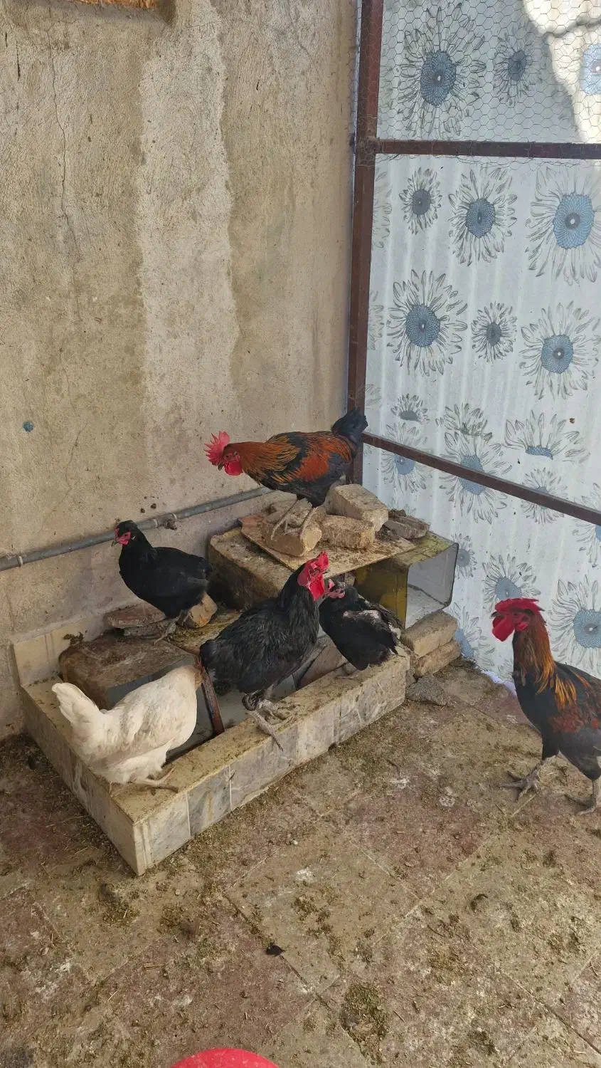 خروس محلی اصل|حیوانات مزرعه|کازرون, |دیوار