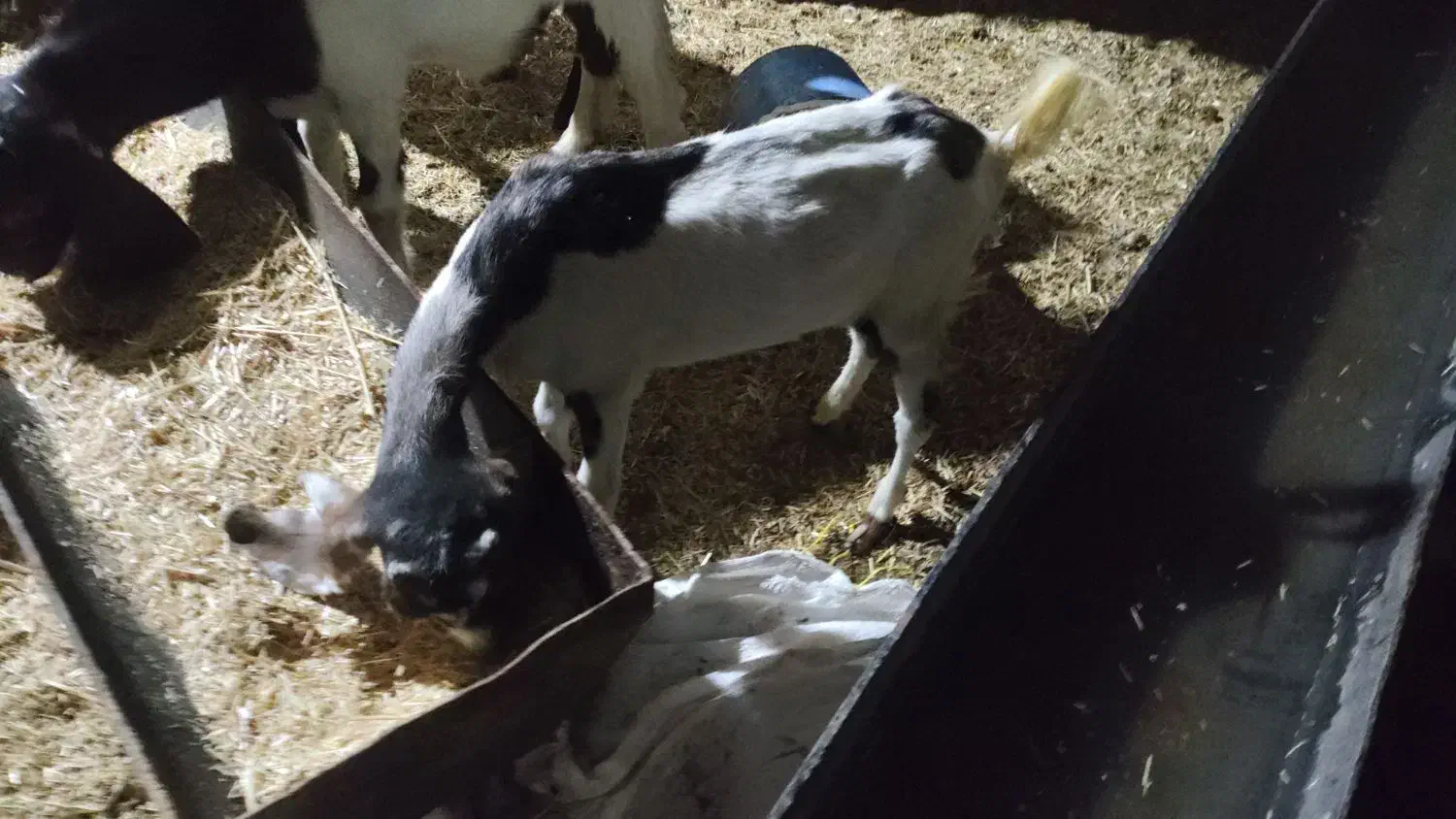 بز ماده|حیوانات مزرعه|باوی, |دیوار