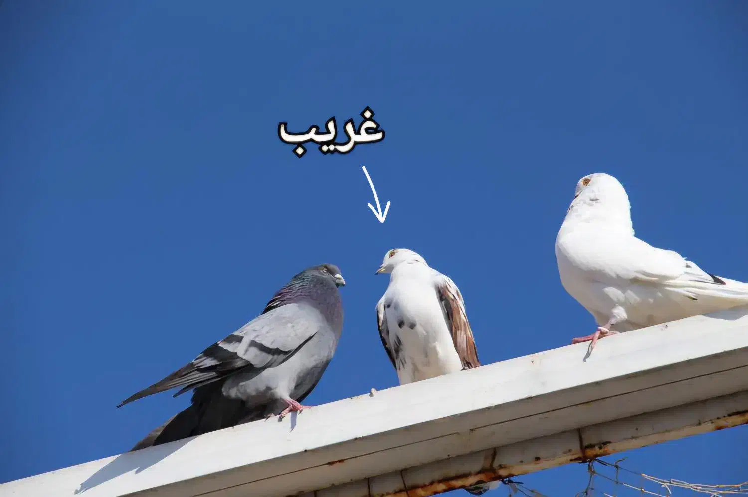 کبوتر جهت برکت|پرنده|رشت, امین الضرب|دیوار