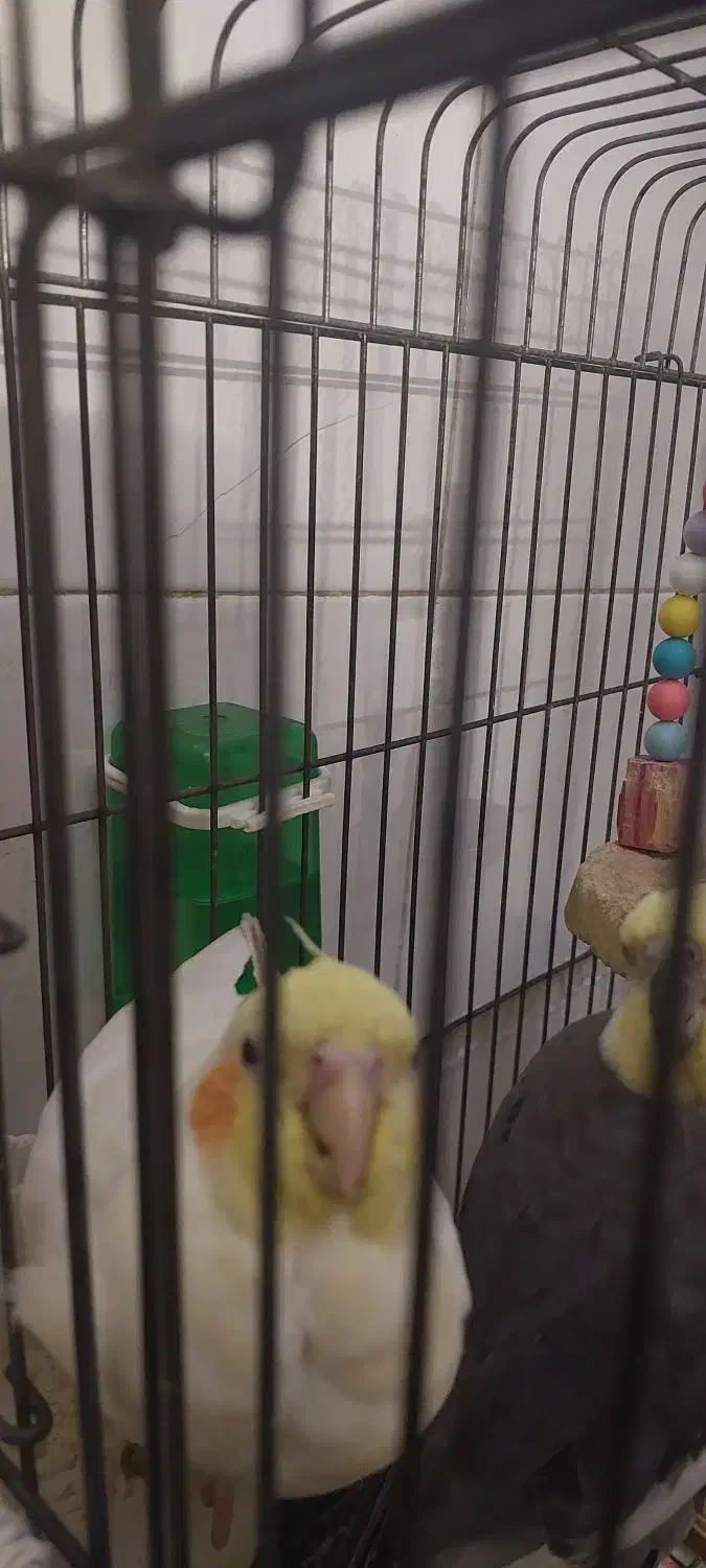 فروشی عروس هلندی|پرنده|قرچک, شهرک طلائیه|دیوار