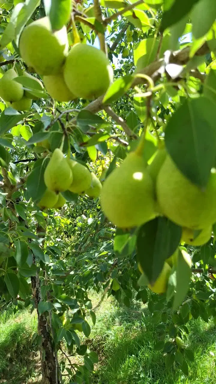 گلابی|خوردنی و آشامیدنی|تبریز, |دیوار