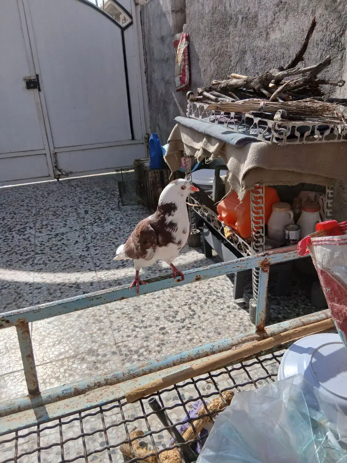 کبوتر یال گلی|پرنده|کوه چنار, |دیوار