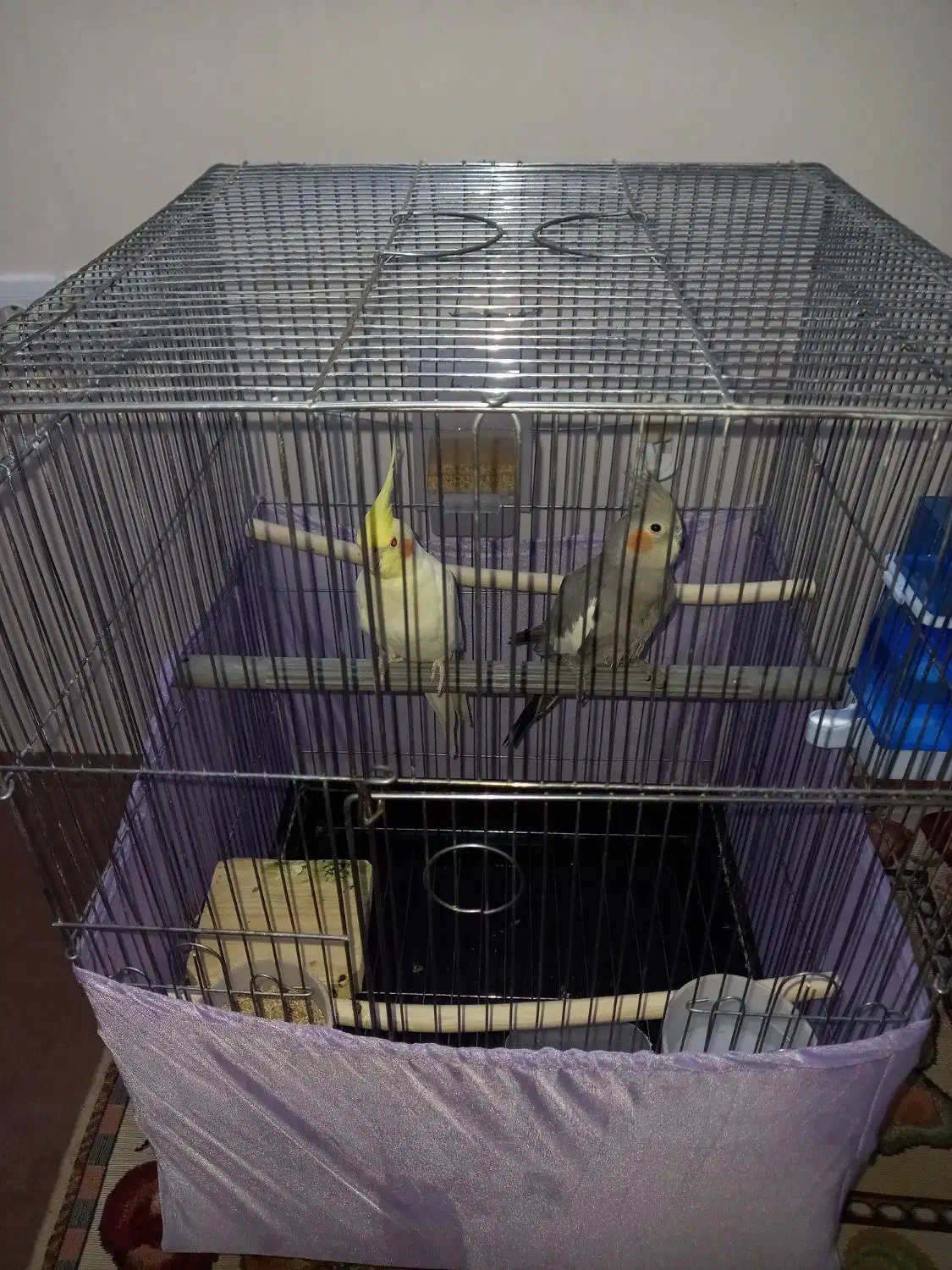 عروس هلندی|پرنده|زنجان, |دیوار