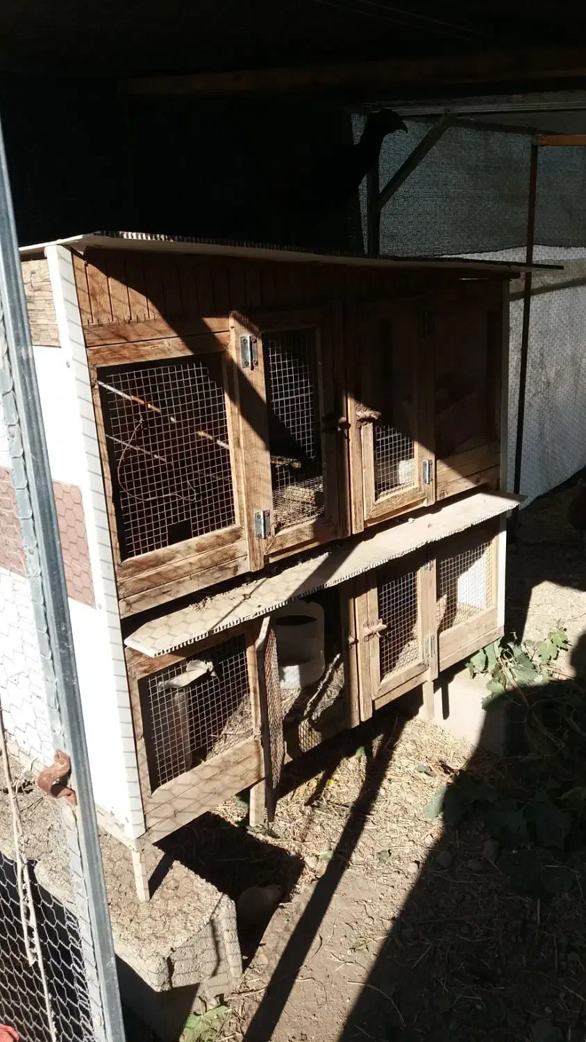 قفس چوبی|لوازم جانبی حیوانات|گنبد کاووس, |دیوار