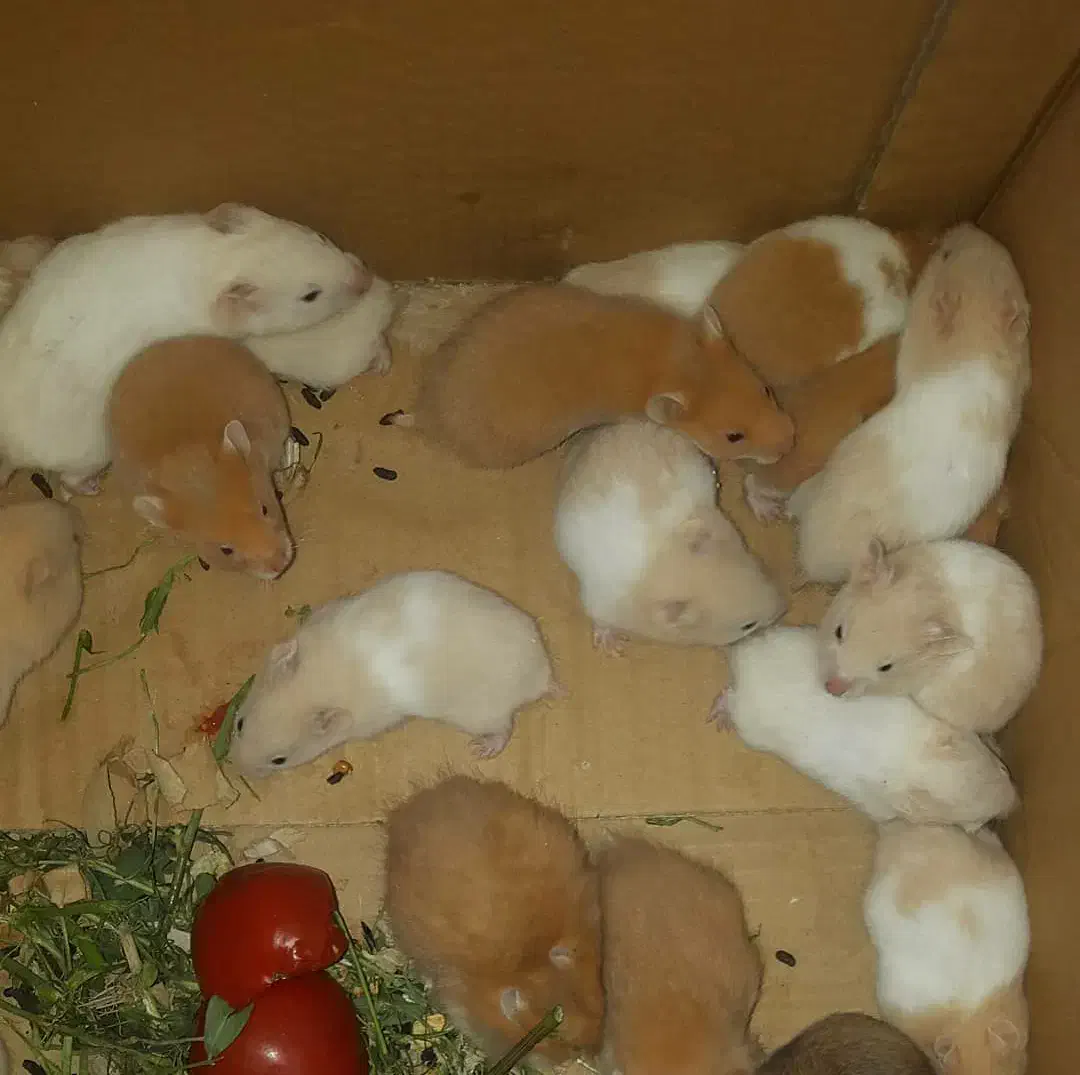 همستر|موش و خرگوش|سیرجان, |دیوار