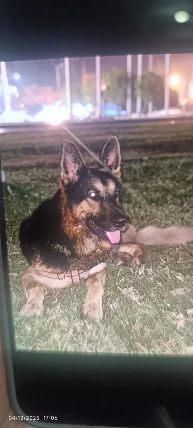 ژرمن گمشده|سگ|اهواز, کوروش|دیوار